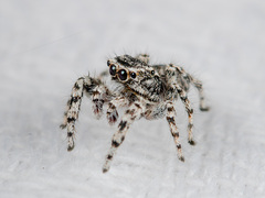 Pseudomogrus mirabilis