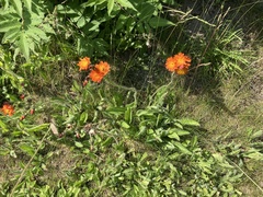 Pilosella aurantiaca