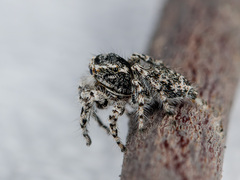 Pseudomogrus mirabilis