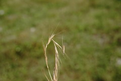 Festuca ambigua