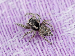 Pseudomogrus mirabilis