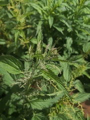 Urtica dioica