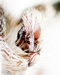 Pseudomogrus mirabilis