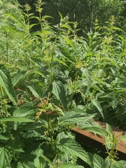 Urtica dioica