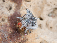 Pseudomogrus mirabilis