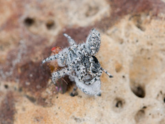 Pseudomogrus mirabilis