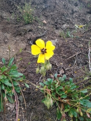 Tuberaria globulariifolia