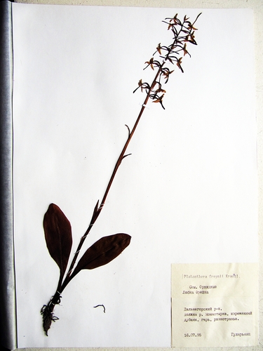 Platanthera metabifolia iNat (1)