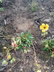 Tuberaria globulariifolia