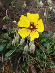 Tuberaria globulariifolia