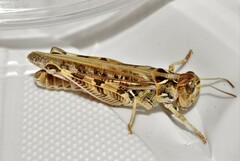 Dociostaurus maroccanus