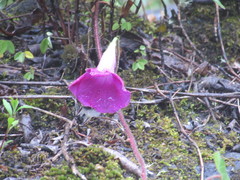 Ipomoea orizabensis