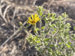 Heterotheca hirsutissima