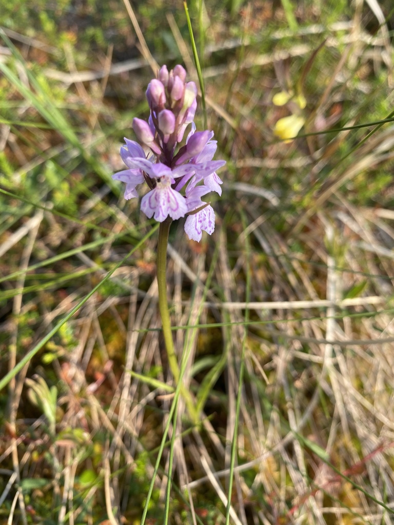Dactylorhiza psychrophila (Schltdl.) Aver.