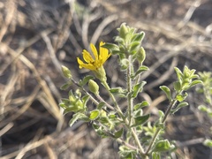 Heterotheca hirsutissima