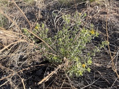 Heterotheca hirsutissima