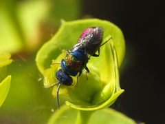 Chrysis succincta