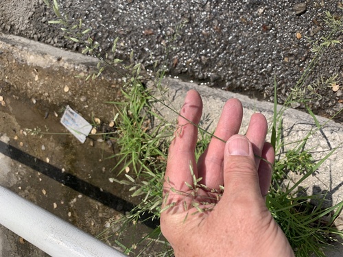 milota (Eragrostis)