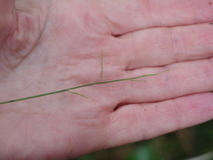Ottochloa