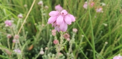 Erica tetralix