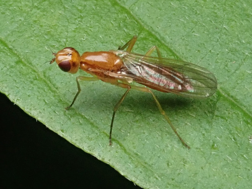 Oxypsila abdominalis