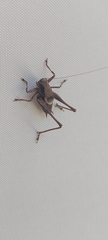 Pholidoptera griseoaptera