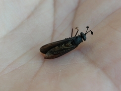 Phyllomydas quercus