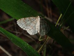 Hydrelia sylvata
