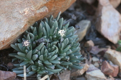 Machairophyllum bijliae