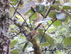 Empidonax flavescens