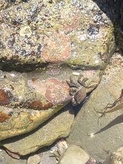 Pachygrapsus marmoratus