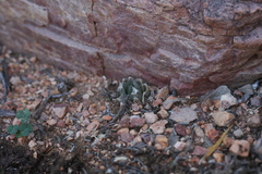 Haworthia cooperi gordoniana