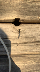 Orthetrum cancellatum