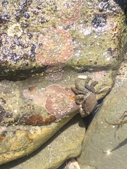 Pachygrapsus marmoratus