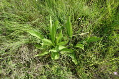 Dipsacus fullonum