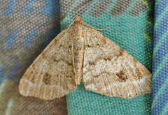 Macaria signaria