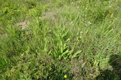 Dipsacus fullonum