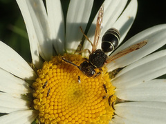 Odynerus melanocephalus