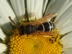 Odynerus melanocephalus