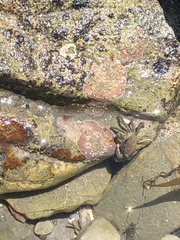 Pachygrapsus marmoratus