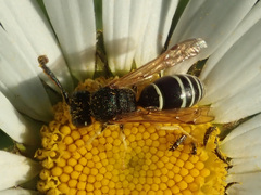 Odynerus melanocephalus