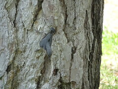 Sitta europaea