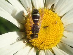 Odynerus melanocephalus