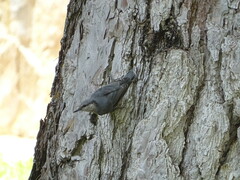 Sitta europaea