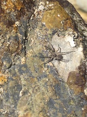 Araneae