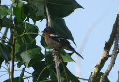 Fringilla coelebs