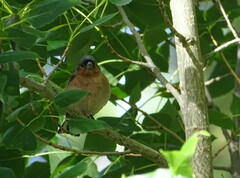 Fringilla coelebs