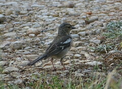 Fringilla coelebs
