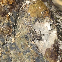 Araneae