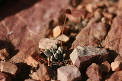 Crassula tecta